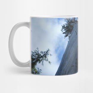 Big Cedar Tree Nature Photography Pacific Northwest Mug